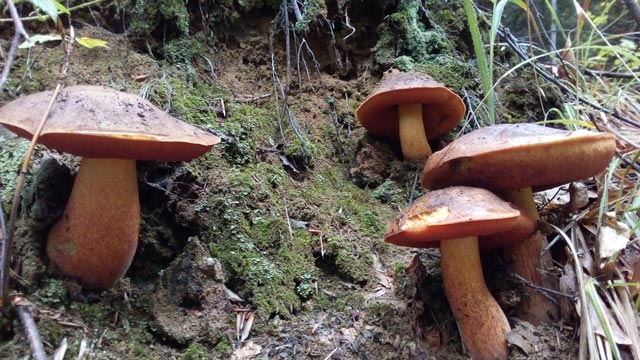 Scarletina Bolete (Neoboletus praestigiator). Foto: Shutterctock