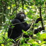 Simpanse (Pan troglodytes). Foto: Shutterstock