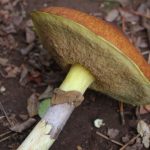 Slippery jack atau Suillus luteus merupakan jamur khas bercincin yang berasal dari famili Suillaceae. Foto: Inaturalist