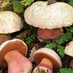 Devil's Bolete atau Rubroboletus satanas. Foto: Freepik