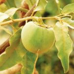 Solanum lycocarpum (wolf-apple). Foto: Inaturalist