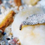 Ilustrasi kamitetep. Foto: Entomology and Nematology Department