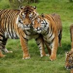 Ilustrasi habitat satwa endemik. Foto: Shutterstock