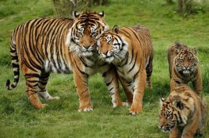 Ilustrasi habitat satwa endemik. Foto: Shutterstock