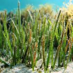 Restorasi ekosistem lamun bisa membantu mitigasi perubahan iklim. Foto: Shutterstock