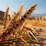 Ilustrasi produksi pangan menurun. Foto: Freepik