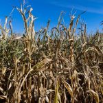 Bapanas mempersiapkan pengembangan pangan lokal untuk atasi krisis pangan. Foto: Freepik