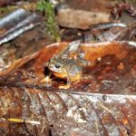 Katak Oreophryne riyantoi. Foto: BRIN