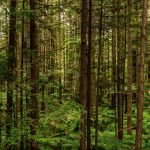 Ilustrasi hutan. Foto: Freepik