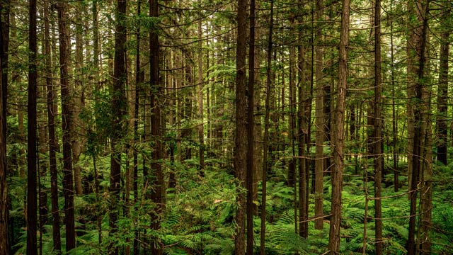 Ilustrasi hutan. Foto: Freepik