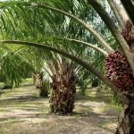 Ilustrasi pemutihan sawit ilegal. Foto: Freepik