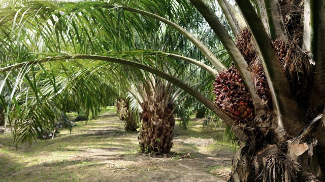 Ilustrasi pemutihan sawit ilegal. Foto: Freepik