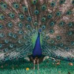 Merak biru (Pavo cristatus). Foto: Freepik