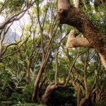 Ilustrasi hutan alam produksi. Foto: Freepik