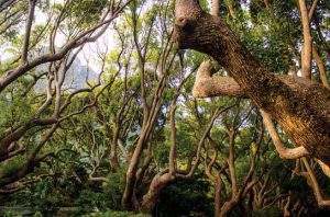 Ilustrasi hutan alam produksi. Foto: Freepik