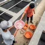 Proyek IFISH mengusung nilai-nilai konservasi keanekaragaman hayati perairan darat. Foto: FAO/Des Syafrizal