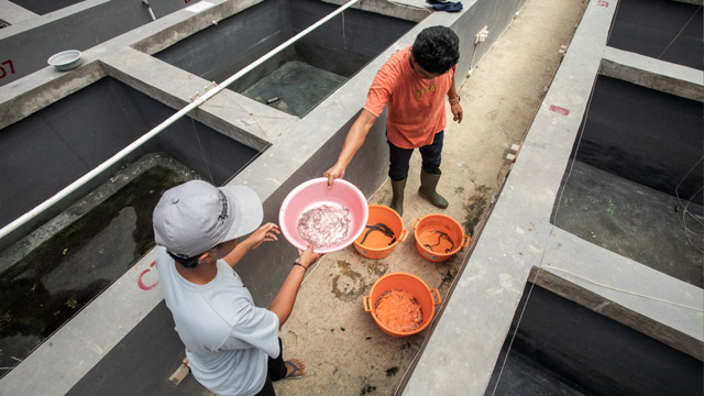 Proyek IFISH mengusung nilai-nilai konservasi keanekaragaman hayati perairan darat. Foto: FAO/Des Syafrizal