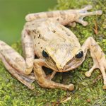 Ilustrasi amfibi. Foto: Shutterstock