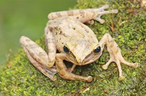 Ilustrasi amfibi. Foto: Shutterstock