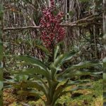 Spesies lokal perlu mendapatkan perhatian lebih dari masyarakat Indonesia. Foto: Istimewa