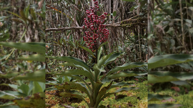 Spesies lokal perlu mendapatkan perhatian lebih dari masyarakat Indonesia. Foto: Istimewa