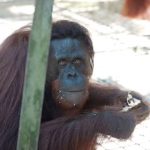 Ilustrasi pelepasliaran orang utan. Foto: KLHK