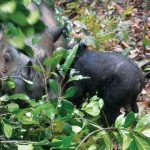 Anak badak sumatra (Dicerorhinus sumatrensis) jantan lahir di Suaka Rhino Sumatera Taman Nasional Way Kambas (SRS TNWK). Foto: KLHK