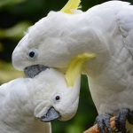 Kakatua Putih. Image: Alamy