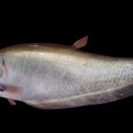 Chitala lopis. Foto: BRIN