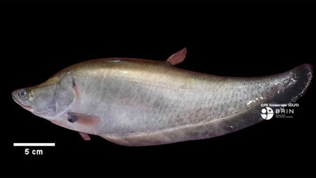 Chitala lopis. Foto: BRIN