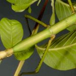 Nesiophasma sobesonbaii. Foto: hal.science