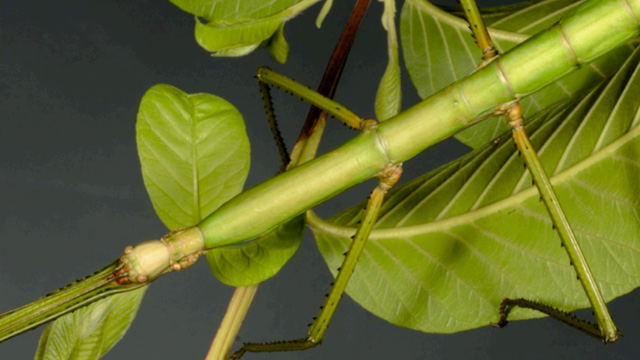 Nesiophasma sobesonbaii. Foto: hal.science