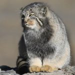 Kucing Pallas (Felis manul). Foto: Inaturalist