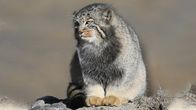 Kucing Pallas (Felis manul). Foto: Inaturalist
