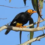 Mino Muka Kuning (Mino dumontii). Foto: Freepik