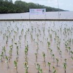 PT Mowilex Indonesia (Mowilex) menanam 25.000 pohon bakau di Sungai Kupah, Kalimantan Barat. Foto: Mowilex