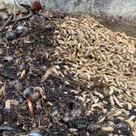 Maggot. Foto: Dini Jembar Wardani