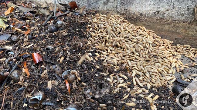 Maggot. Foto: Dini Jembar Wardani