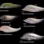 Ikan belida Chitala lopis (C. lopis) muncul kembali di Pulau Jawa. Foto: BRIN