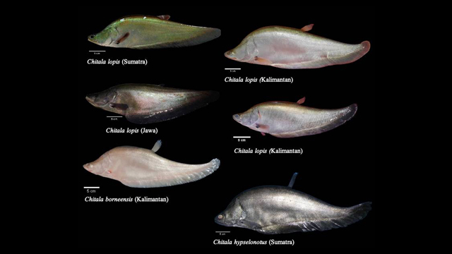 Ikan belida Chitala lopis (C. lopis) muncul kembali di Pulau Jawa. Foto: BRIN