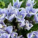 Mandrake. Foto: Inaturalist