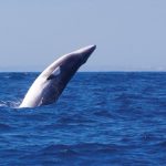 Paus tombak. Foto: Inaturalist