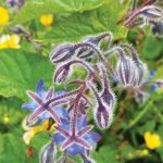 Borage. Foto: Inaturalist