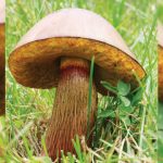 Lurid bolete. Foto: Inaturalist