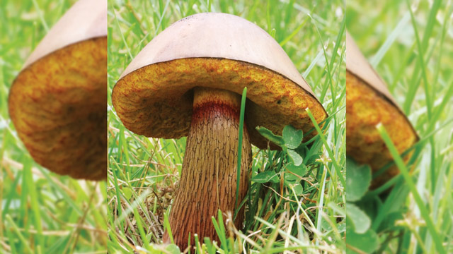 Lurid bolete. Foto: Inaturalist