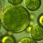 Ilustrasi alga. Foto: Shutterstock