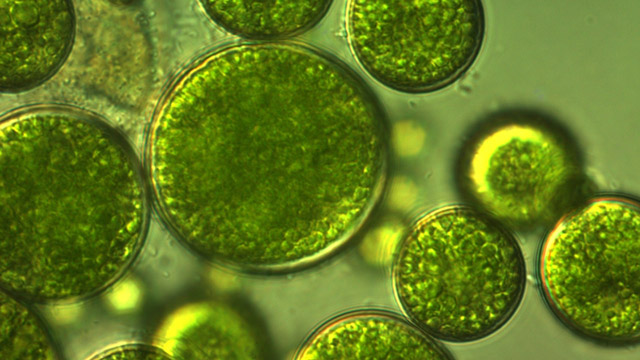 Ilustrasi alga. Foto: Shutterstock