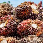 BRIN mengembangkan limbah sawit untuk diagnosis emboli paru. Foto: Freepik