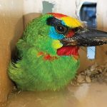 BKSDA Bengkulu menggagalkan upaya pengiriman ilegal 787 satwa liar jenis burung. Foto: KLHK