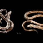 Spesies ular air jenis baru bernama Hypsiscopus indonesiensis. Foto: BRIN